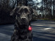 Фонарь для собак Orbiloc Dog Dual Signal Colours, синий во Владимире